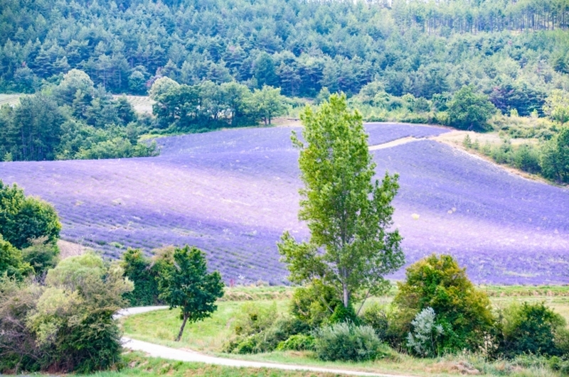 アヴィニョン発　ラベンダーツアー