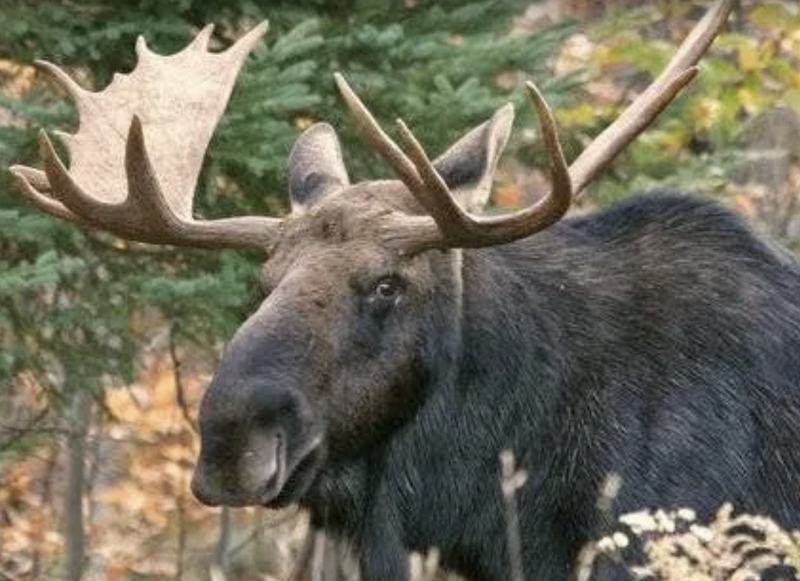 トロント発　アルゴンキン州立公園日帰りツアー