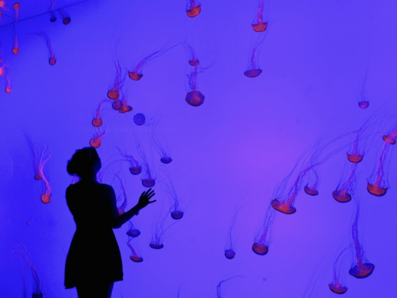 トロント　トロント水族館半日ツアー