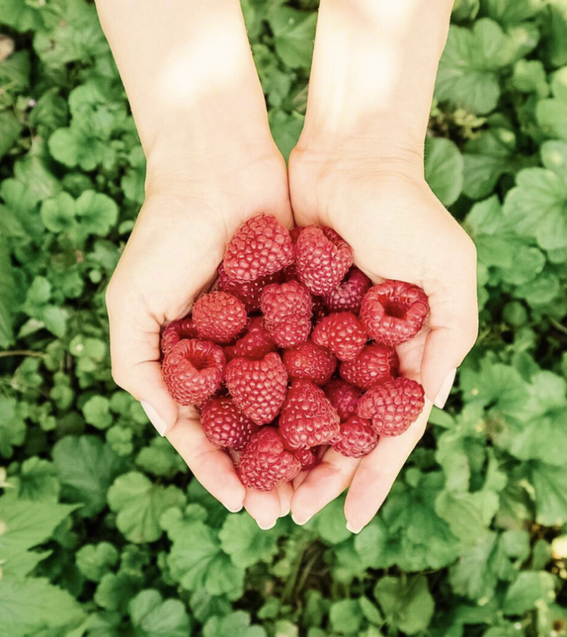 トロント発　トロント近郊ベリー狩り＆ファーム体験