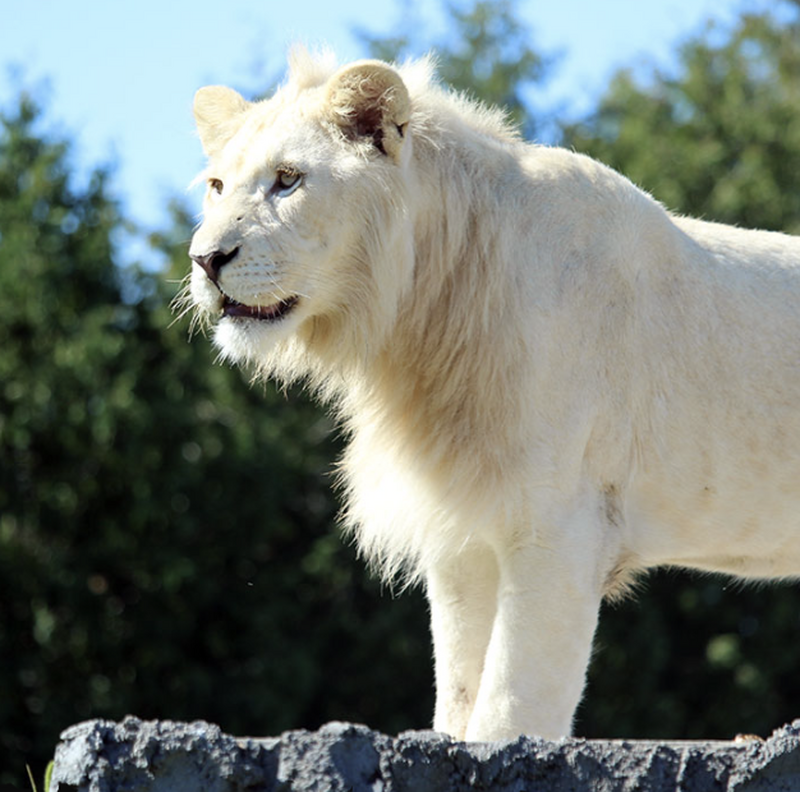 トロント発　白いライオンやユキヒョウに会えるサファリ・ナイアガラ1日観光