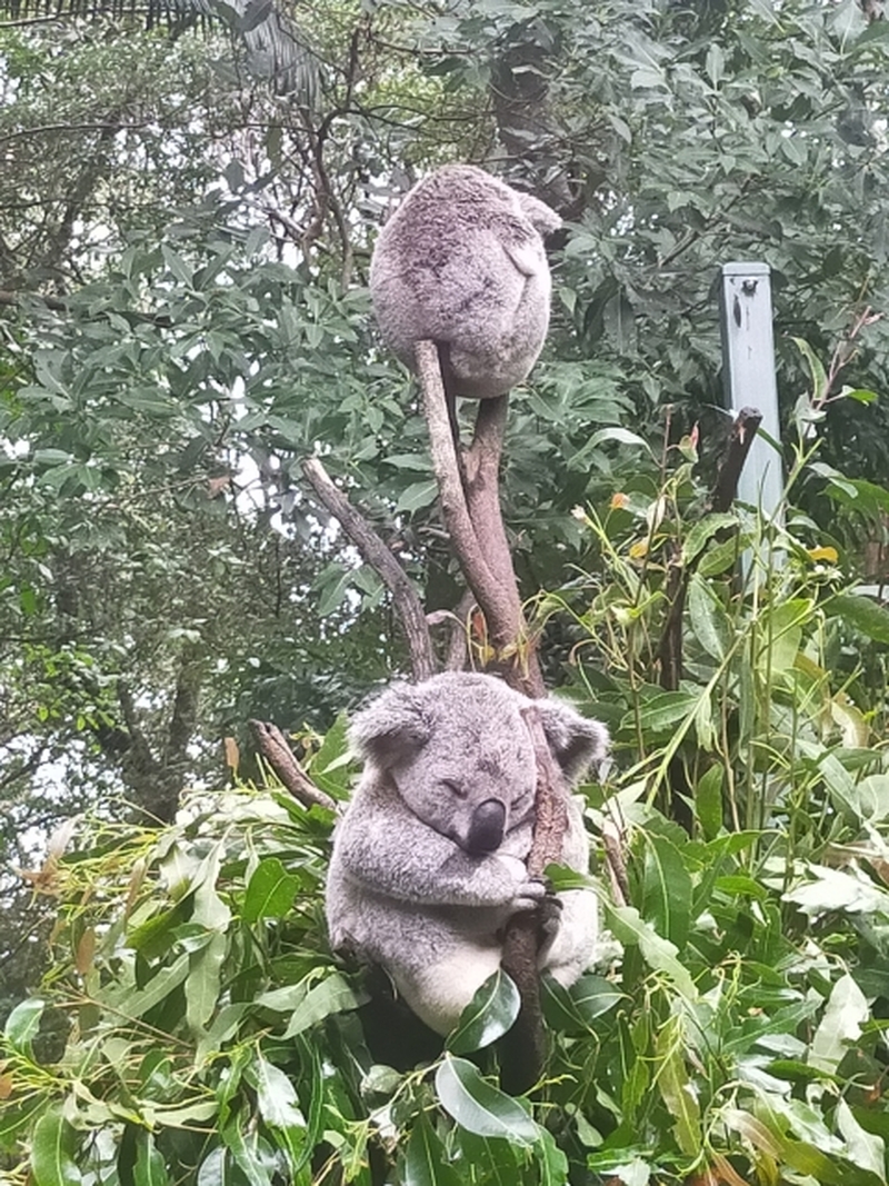 メルボルン発　ヒールスビル鳥獣保護区＆ヤラバレーツアー 【HEY1】