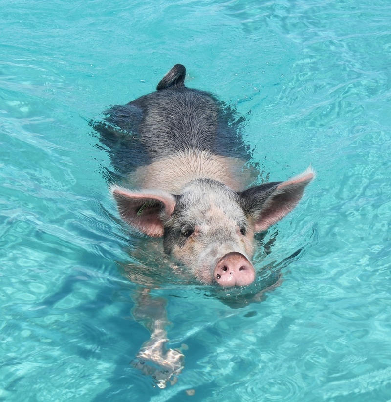 泳ぐ豚さんツアー（混載飛行機&プライベートボート）