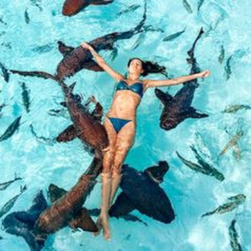 ナッソー発　泳ぐ豚さんに会える エグズーマ諸島1日混載ツアー