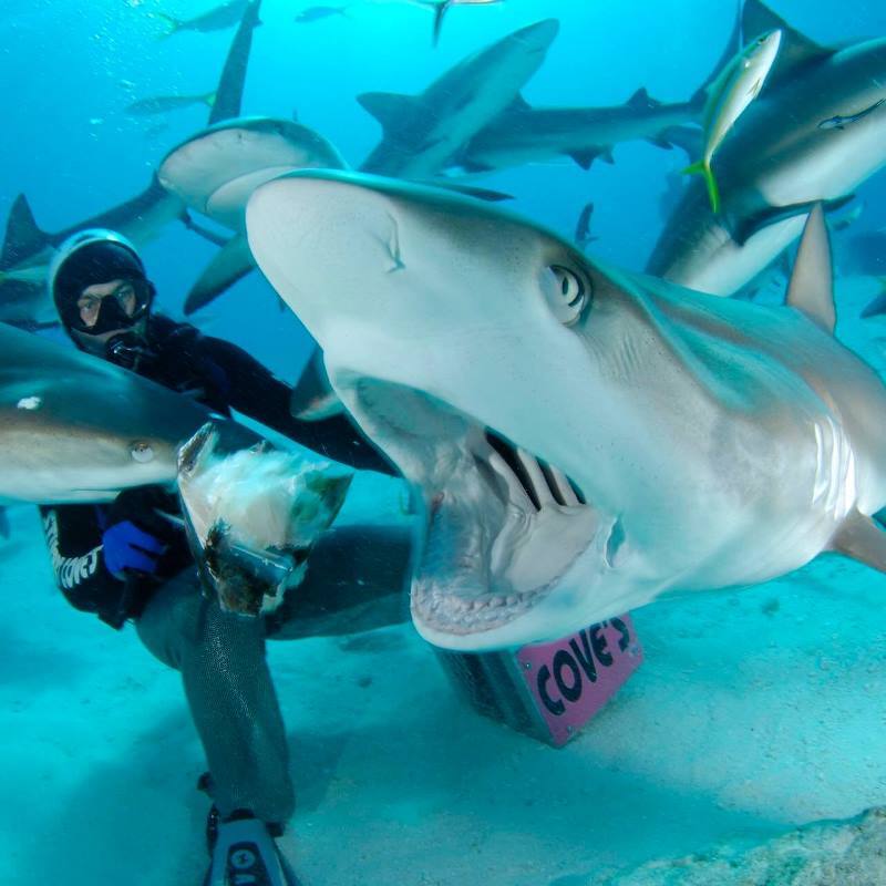 ナッソー　ダイビングツアー