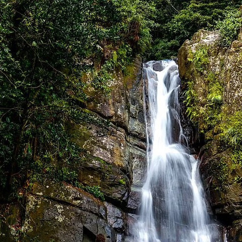 サンファン発　エルユンケ国立公園熱帯雨林ツアー