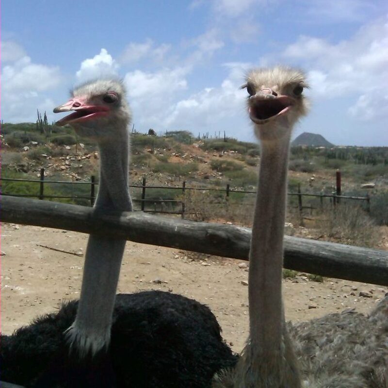 アルバ　ファウナツアー