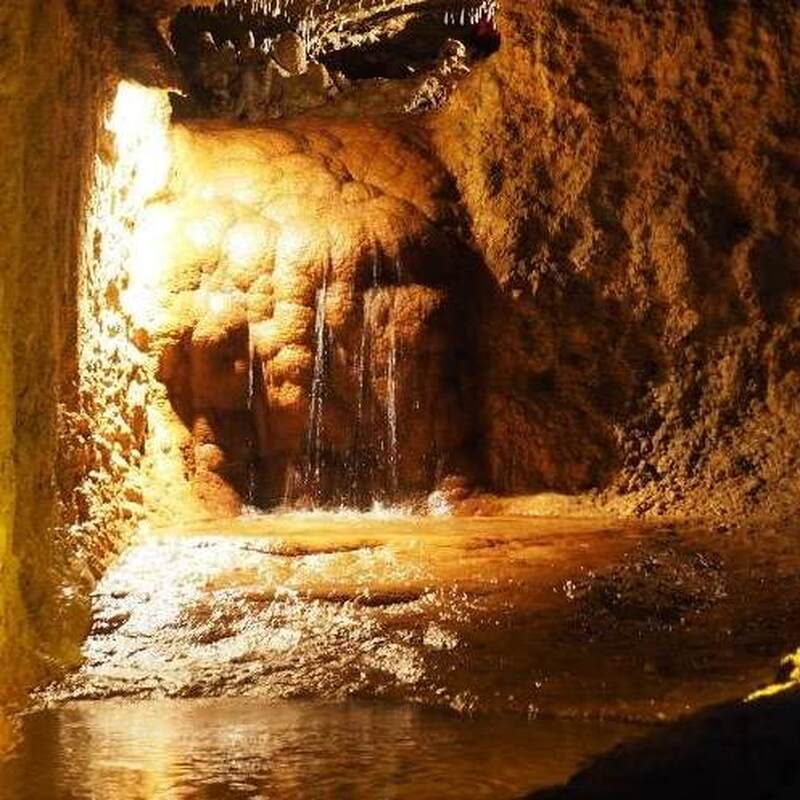 ブリッジタウン発　ハリソンズ洞窟とワイルドライフ保護区半日ツアー