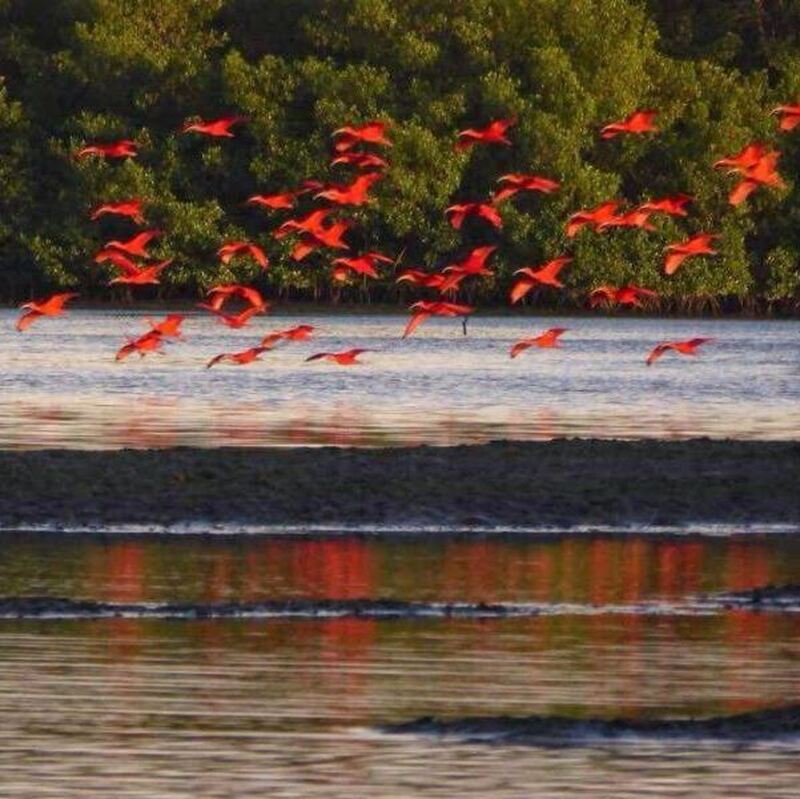 ポートオブスペイン発　カローニ鳥類保護区ツアー