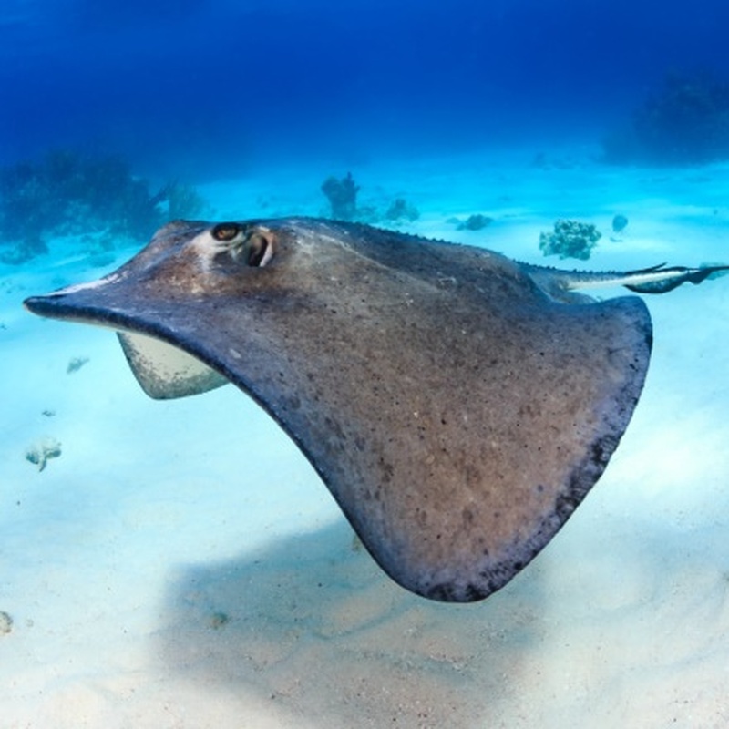 アンティグア島　野生のエイと泳ぐ！スティングレーシティツアー
