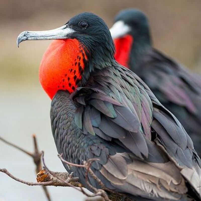 アンティグア島　バードウォッチングツアー