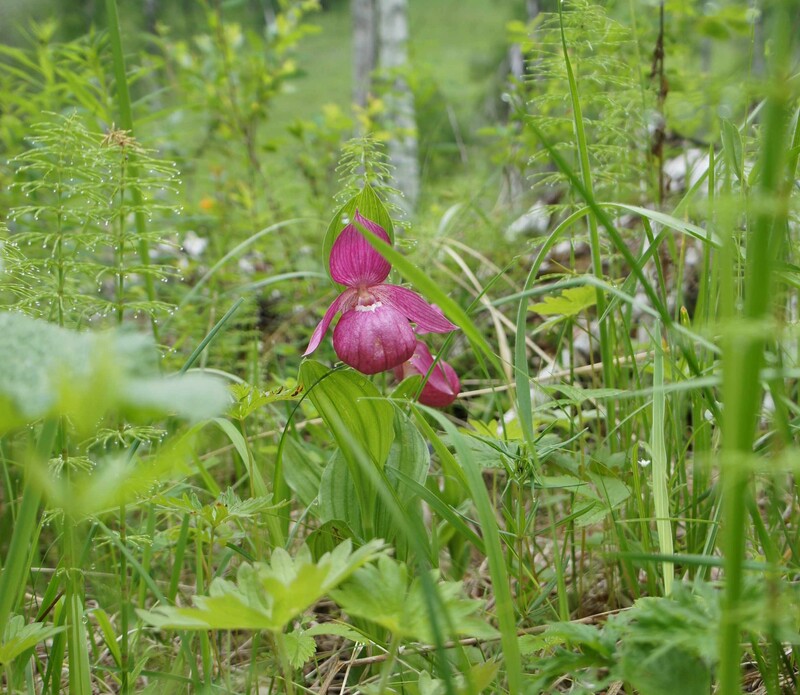 ウランバートル発　「幻の花」アツモリソウ探訪6日間