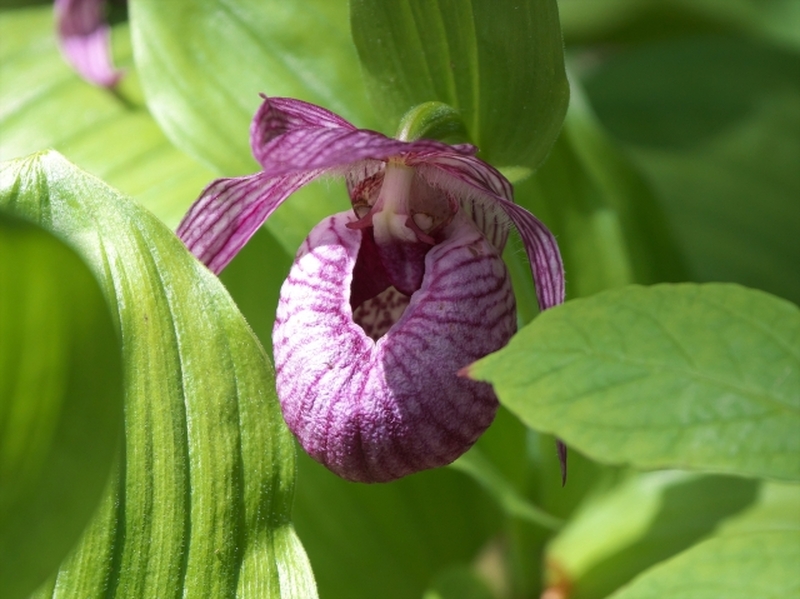 ウランバートル発　「幻の花」アツモリソウ探訪3日間
