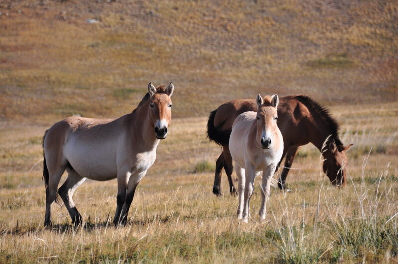 ウランバートル発着　モンゴル鉄道と野生馬「タヒ」に出会うホスタイ国立公園日帰りツアー