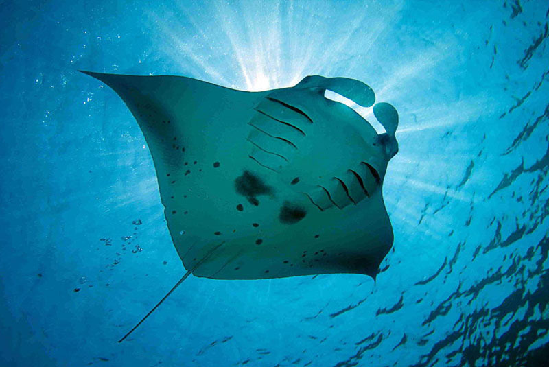 バリ島から日帰りで行ける離島、レンボンガン島