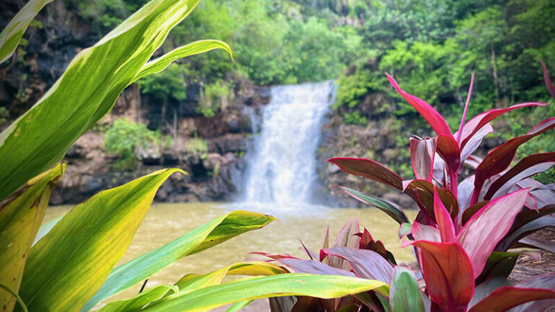 ホノルル発　ワイメア渓谷・ハレイワ散策ツアー