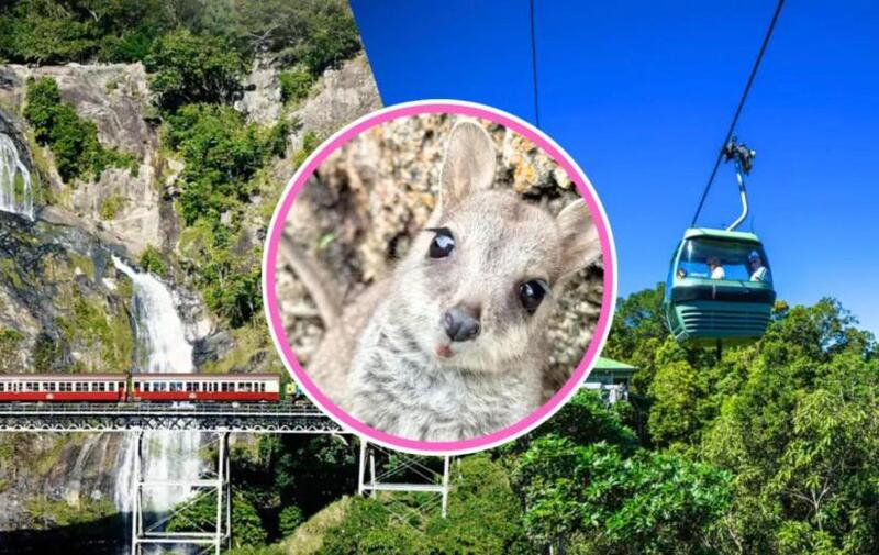 ケアンズ発 キュランダDX（スカイレール・キュランダ鉄道・野生ワラビー餌付け）