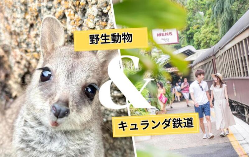ケアンズ発 キュランダ鉄道＆野生ワラビー餌付け体験