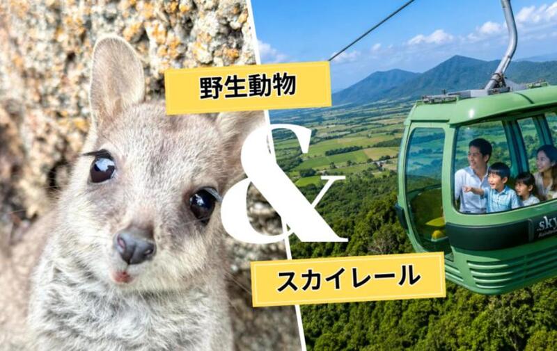 ケアンズ発 キュランダスカイレール＆野生ワラビー餌付け体験