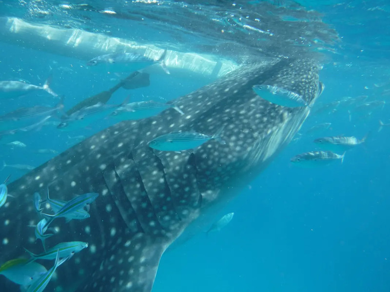 セブ島発 ジンベイザメ&ボホール島チョコレートヒルズツアー - 【公式
