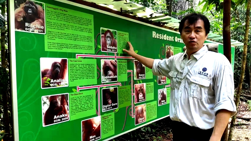 クチン発　オランウータンに会いに行くセメンゴ野生動物センター見学