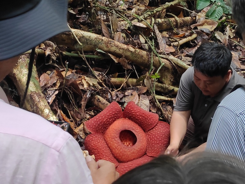 クチン発　世界一大きな花ラフレシアを探しに行くグヌンガディン国立公園ツアー