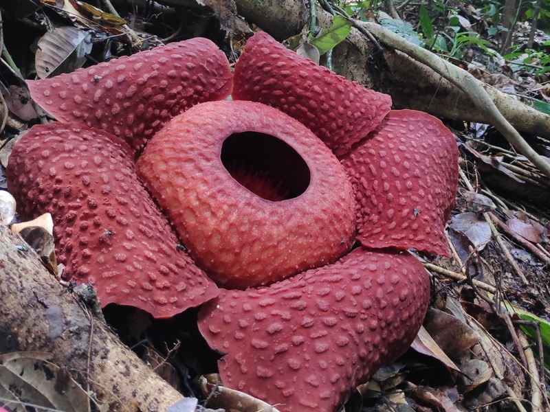 クチン発 世界一大きな花ラフレシアを探しに行くグヌンガディン