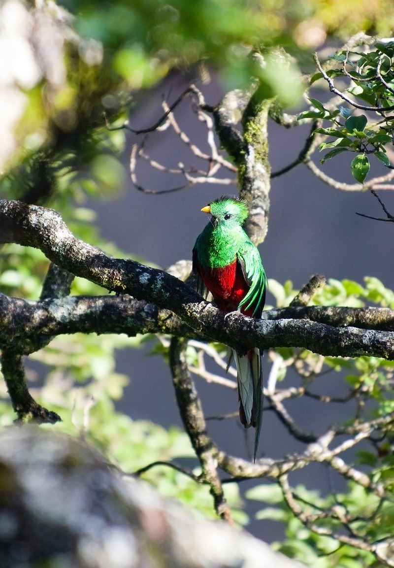 サンホセ発　世界一美しい鳥ケツァール探鳥ツアー