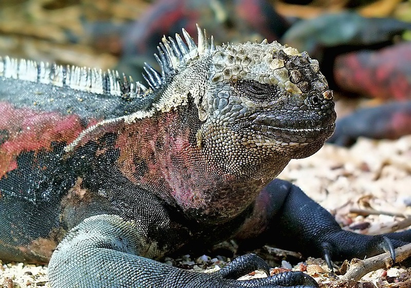 ガラパゴス空港発　ガラパゴス諸島クルーズ5日間