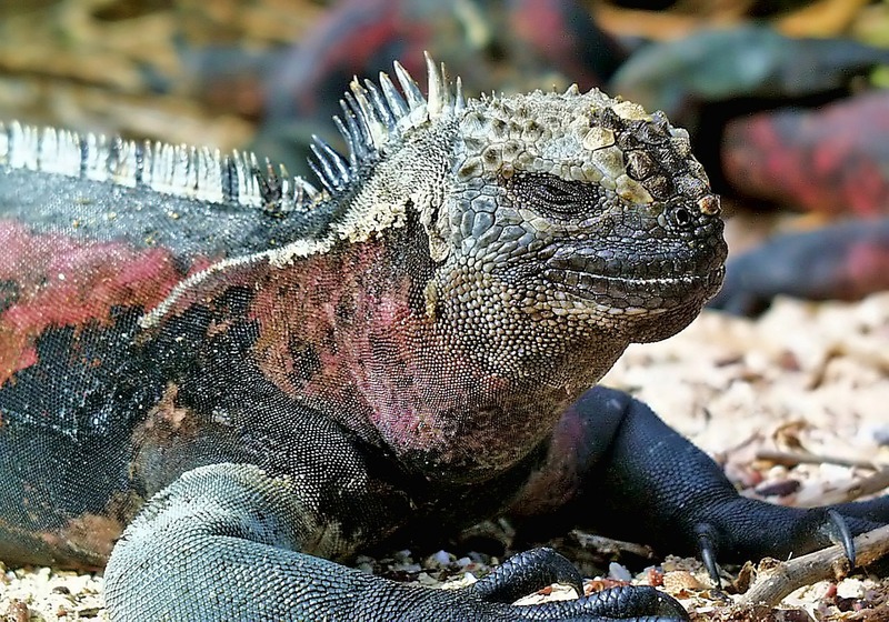 ガラパゴス発　ガラパゴス諸島クルーズ5日間