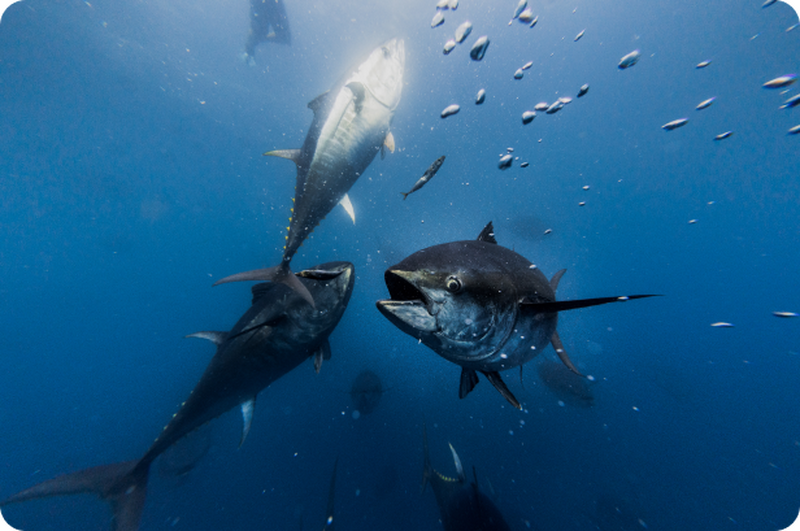 バルセロナ発　マグロと泳ぐツナツアー