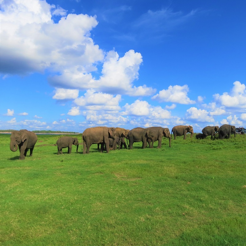 ミニ旅シリーズ【サファリ×世界遺産】国立公園エレファントサファリとシーギリヤロック１泊２日間