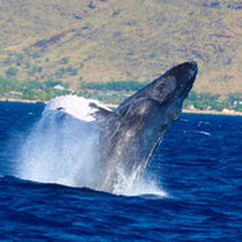 イルカ・クジラウォッチング&シュノーケリングツアー/ランチビュッフェ付き