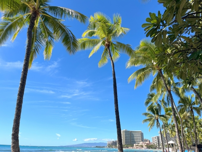 ホノルル　オアフ島貸切チャーター観光
