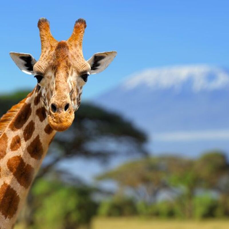 ナイロビ発 ケニア・サファリ6泊7日｜アンボセリ国立公園・ナイバシャ湖・マサイマラ国立保護区・ナクル湖